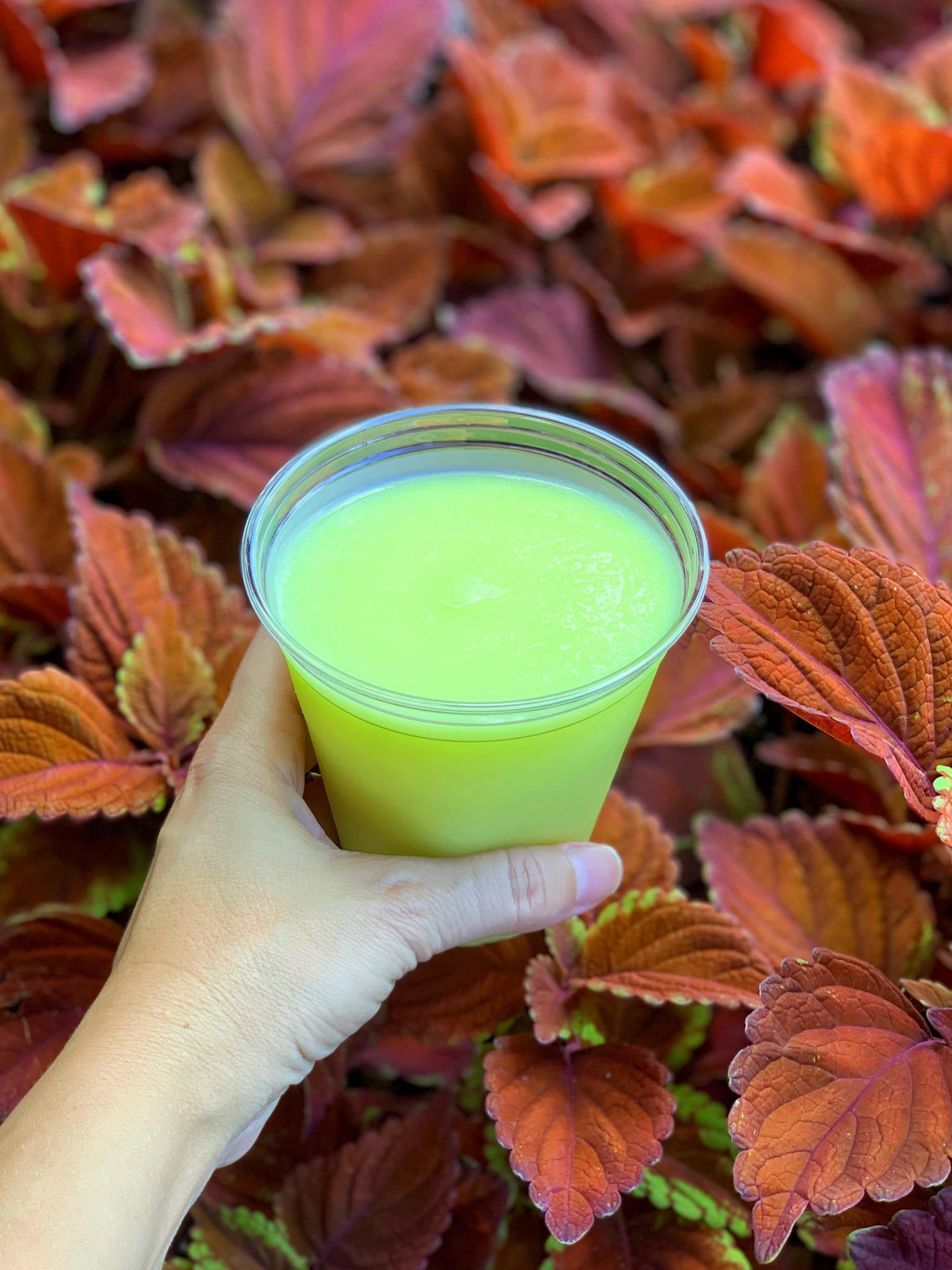 Vegan Lime Dole Whip Friezling at Wine Bar George in Disney Springs at Walt Disney World