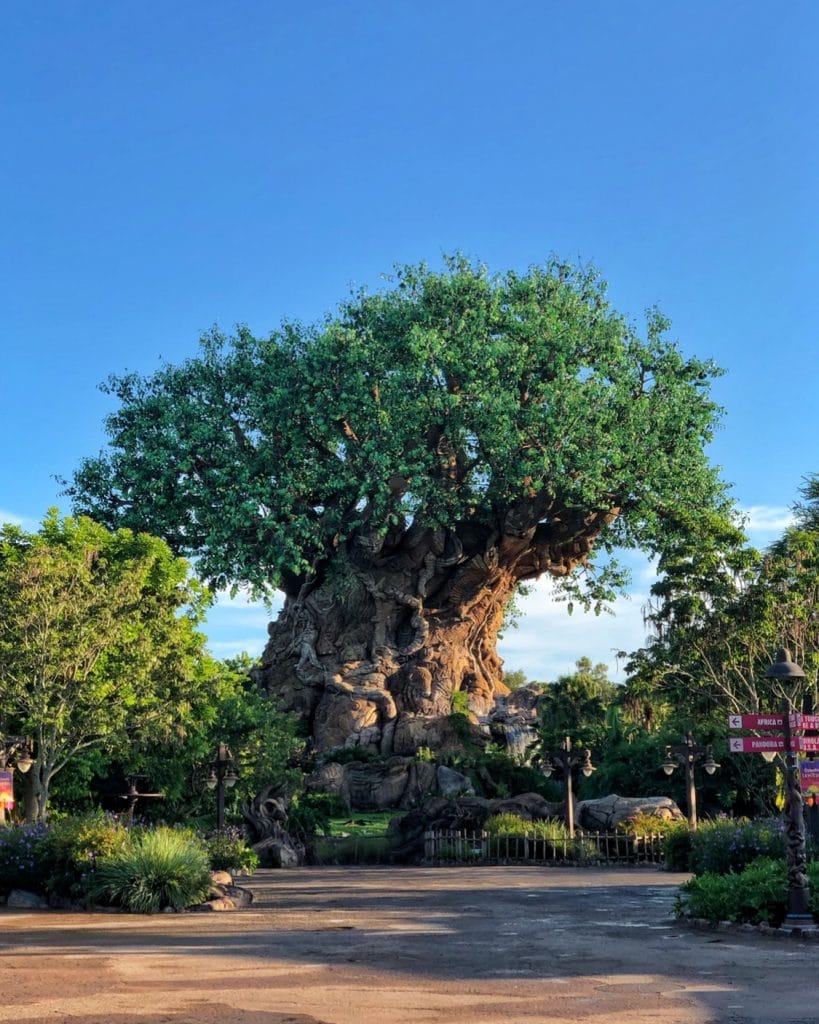 Disney’s Animal Kingdom vegan