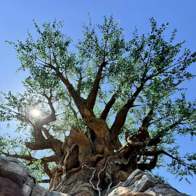 Animal Kingdom vegan guide