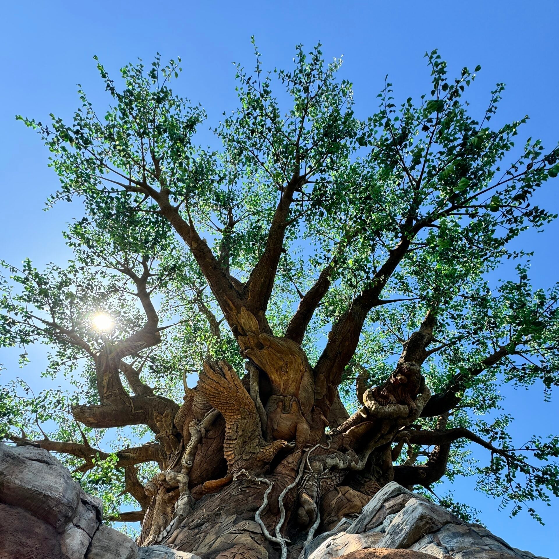 Animal Kingdom vegan guide